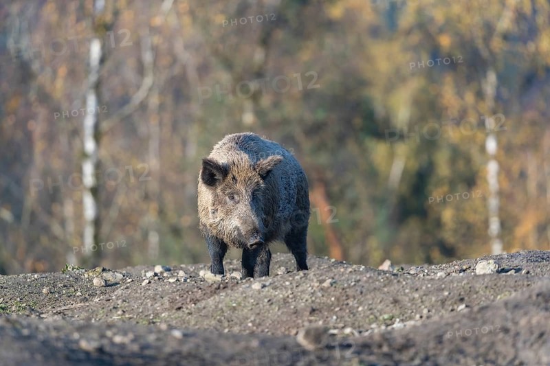 One wild boar or wild pig (Sus scrofa), walking over an opening in early morning light, searching for food, with an autumnal colored forest in the background