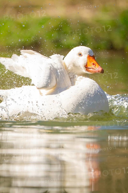 White goose splashes water in the sunlight and swims relaxed, Schwetzingen Palace Gardens, Germany