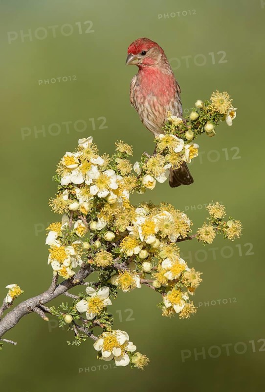 House Finch (Haemorhous mexicanus) male perched on a flowering branch, Arizona, USA