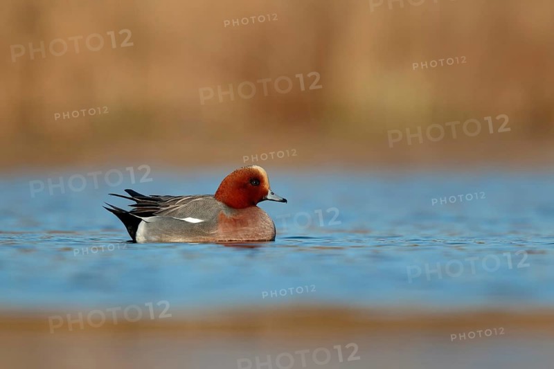 Smient op het water, Eurasian Wigeonswimming in water
