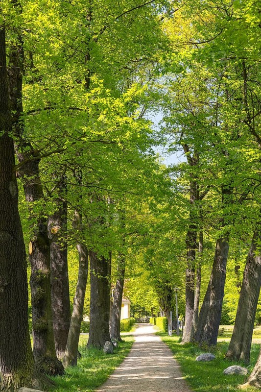 Path through an avenue in the baroque castle park of Neschwitz, Upper Lusatia, Saxony, Germany