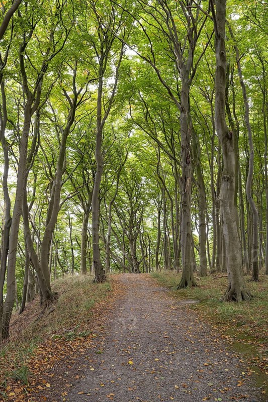 Trail through the beech forest, Stubbenkammer, Jasmund National Park, Rügen, Mecklenburg-Western Pomerania, Germany