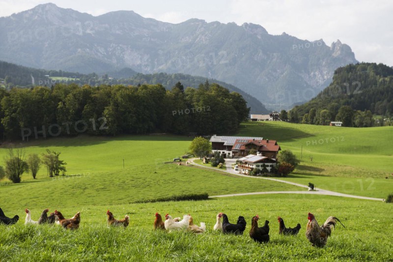 Free-range chickens and farm, Berchtesgaden, Berchtesgadener Land, Upper Bavaria, Bavaria, Germany