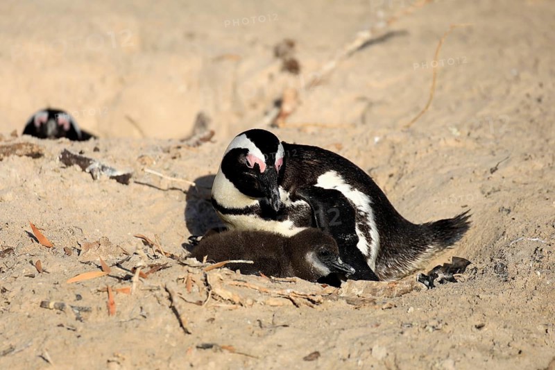 African penguin (Spheniscus demersus), adult, juvenile, chick, nest, guard, beach, Boulders Beach, Simonstown, Western Cape, South Africa, Africa, Germany