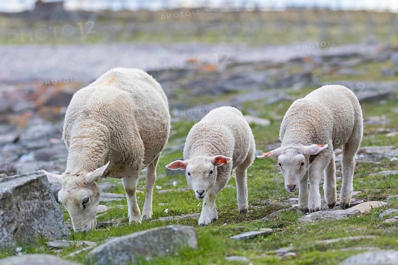 Sheep, sheep, ovis, Varanger, Finnmark, Norway