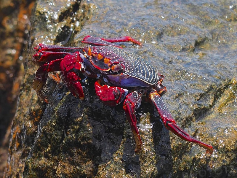 Red rock crab (Grapsus adscensionis)