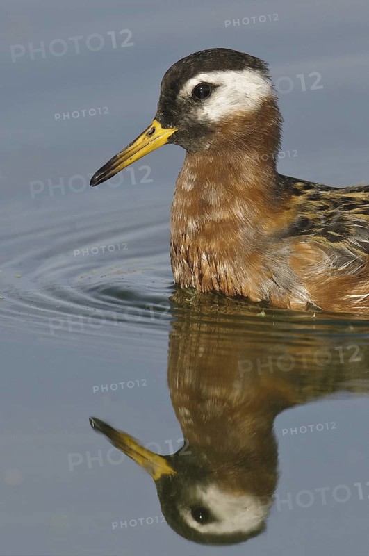 Red Phalarope (Phalaropus fulicarius), Arizona, USA