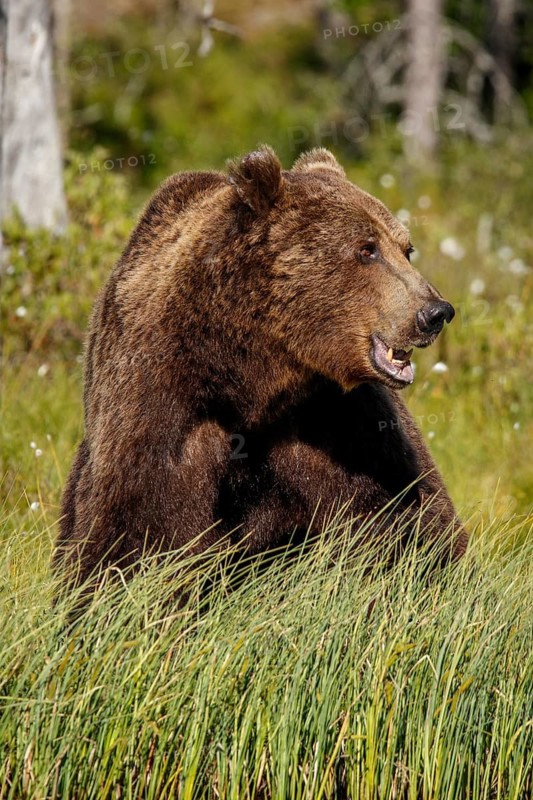 Brown Bear (Ursus arctos), on forest, Kainuu, Finland