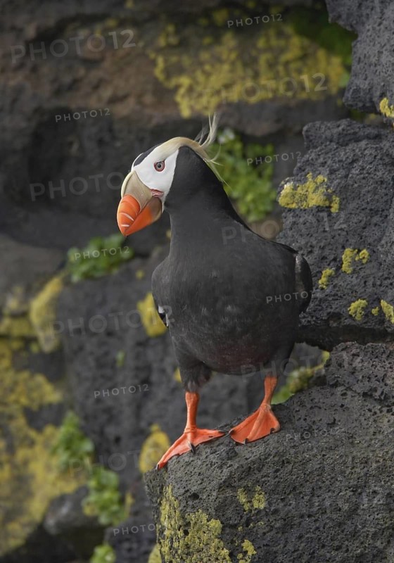 Tufted Puffin (Fratercula cirrhata), Alaska, USA