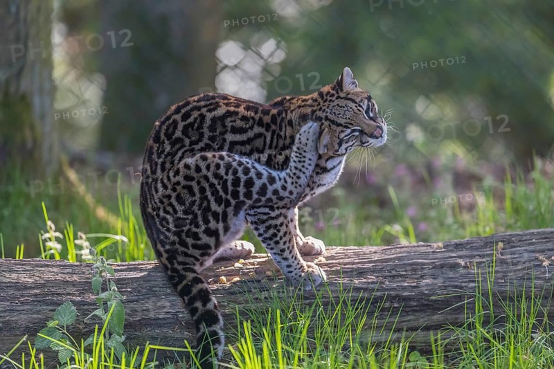 One Ocelot, Leopardus pardalis, resting on a fallen tree with green vegetation in the background