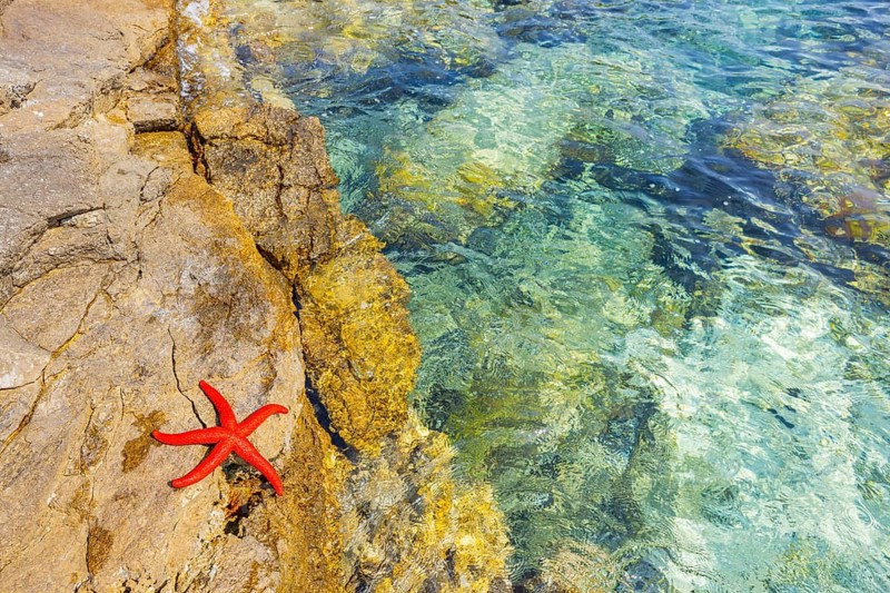 Red Starfish (Echinaster sepositus) lying on a rock next to the water in the bay of Ustrine on the island cres on a sunny day, Croatia