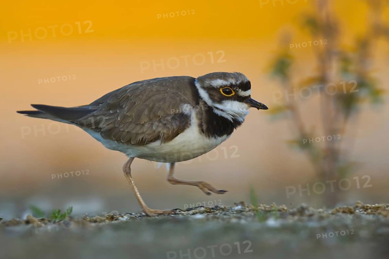 Little Ringed Plover (Charadrius dubius), North Rhine-Westphalia, Germany