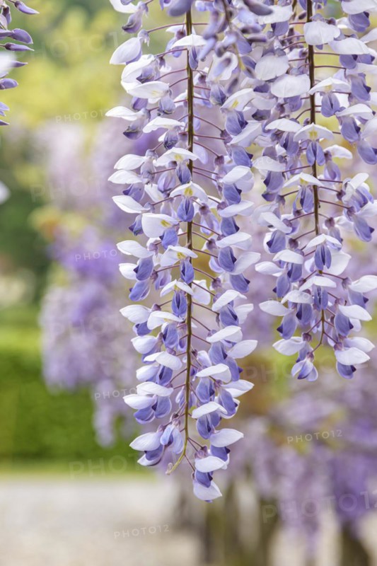 Chinese blue rain (Wisteria sinensis 'Texas Purple'), Anchers Havecenter, Pillnitz, Saxony, Germany