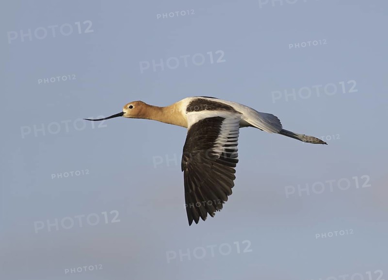American Avocet (Recurvirostra americana) flying, USA