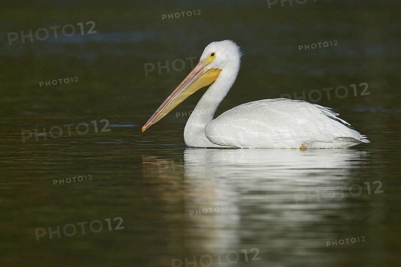 American White Pelican (Pelecanus erythrorhynchos), California, USA