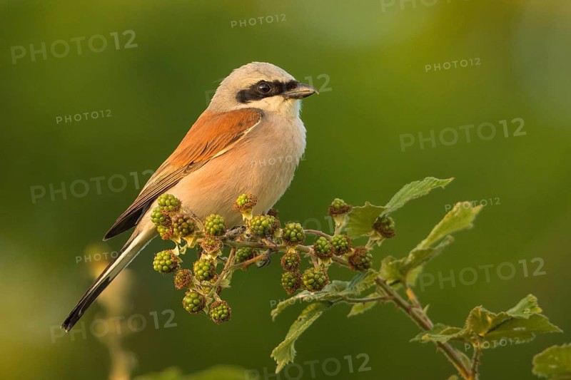 Red-backed Shrike (Lanius collurio) male, Baden-Wuerttemberg, Germany