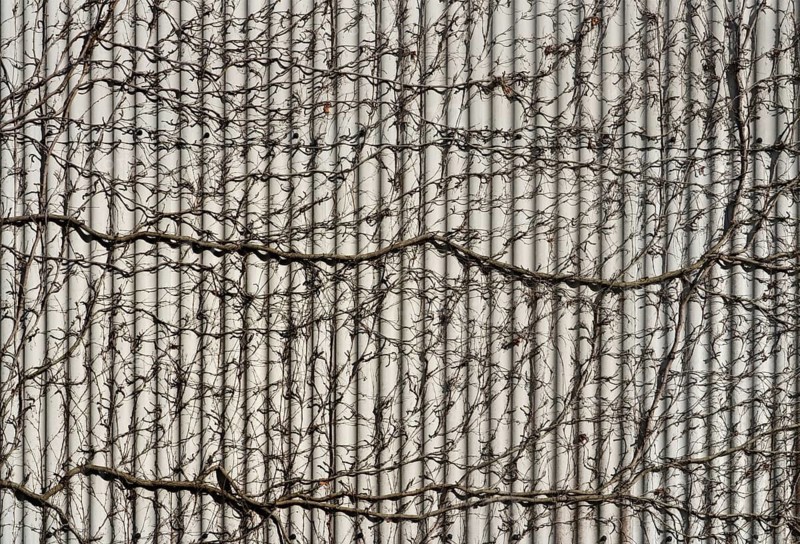 Facade cladding with climbing plants, Germany