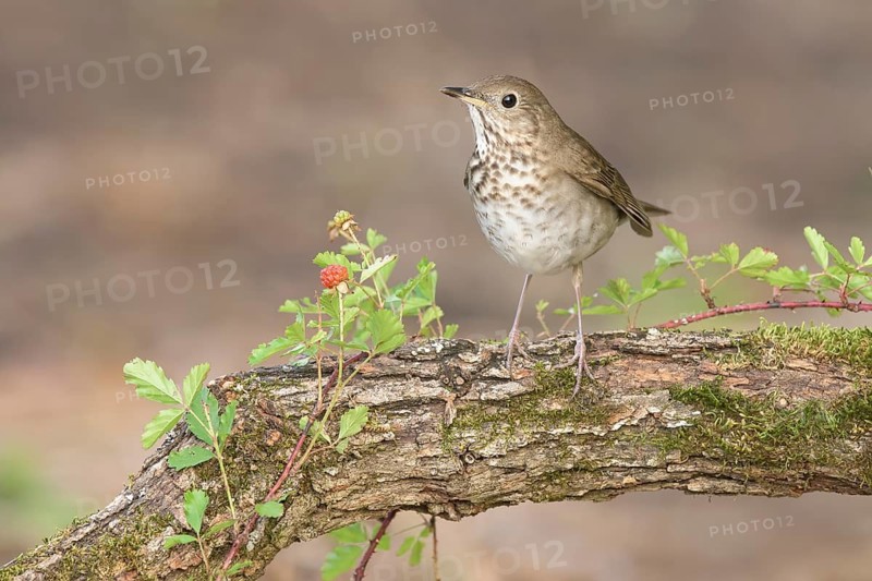Grey-cheeked Thrush (Catharus minimus) perched on a log, Texas, USA
