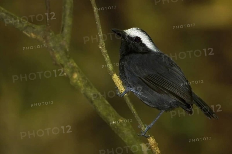 White-browed Antbird (Myrmoborus leucophrys)
