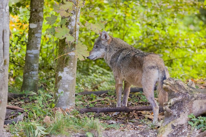 One eurasian gray wolf (Canis lupus lupus) standing in an open forest. Watching something on the left side. Rocks, logs and green vegetation in the background