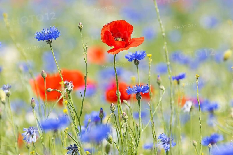 Single poppy flowers (papaver) blooming between cornflowers (Centaurea cyanus) at the edge of a field, Saxon Elbland, Saxony, Germany