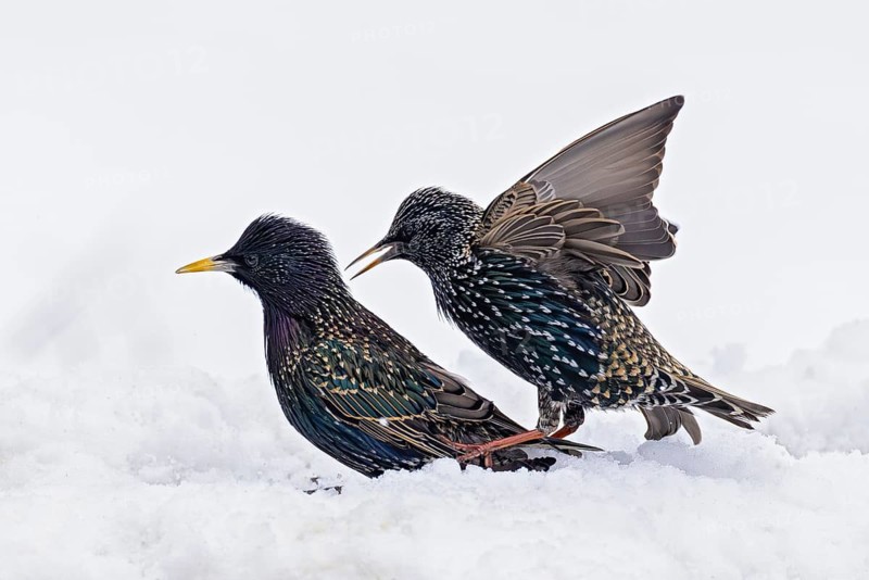 Starling (Sturnus vulgaris), close-up, male and female in winter in the snow, Baden-Württemberg, Germany