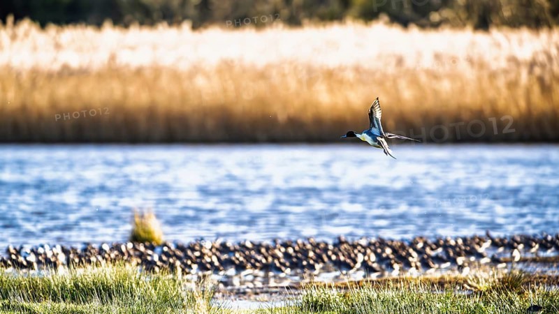 Northern Pintail, Anas acuta, Birds in flight over marshes