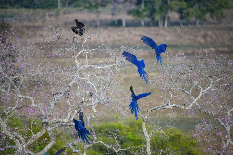 Hyacinth Macaw (Anodorhynchus hyacinthinus) Pantanal Brazil