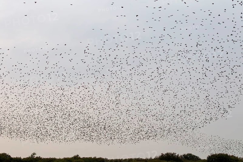 More and more starlings (Sturnus vulgaris) gather at the roost and begin to form formations, autumn migration, spring migration, bird migration, assembly point, flight formation, Germany