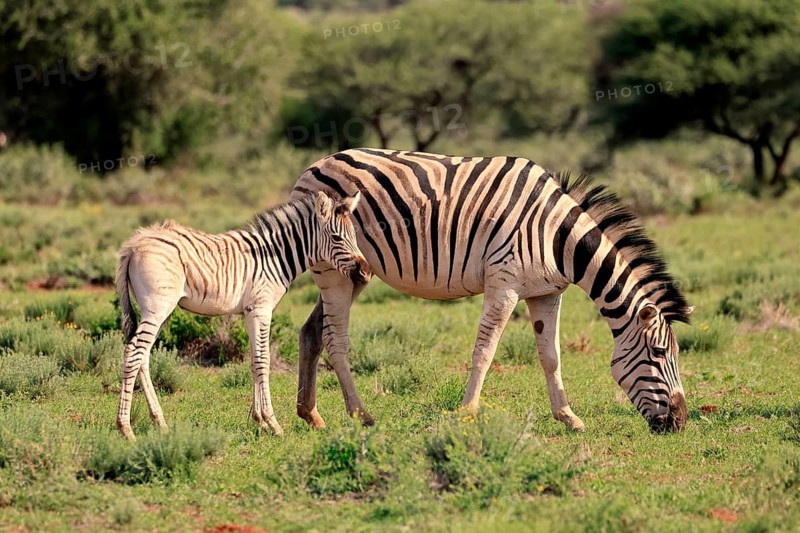 Burchell's zebra (Equus quagga burchelli), Burchell's zebra, adult, female, mother, young animal, foraging, Mokala National Park, Northern Cape, South Africa, Africa, Germany