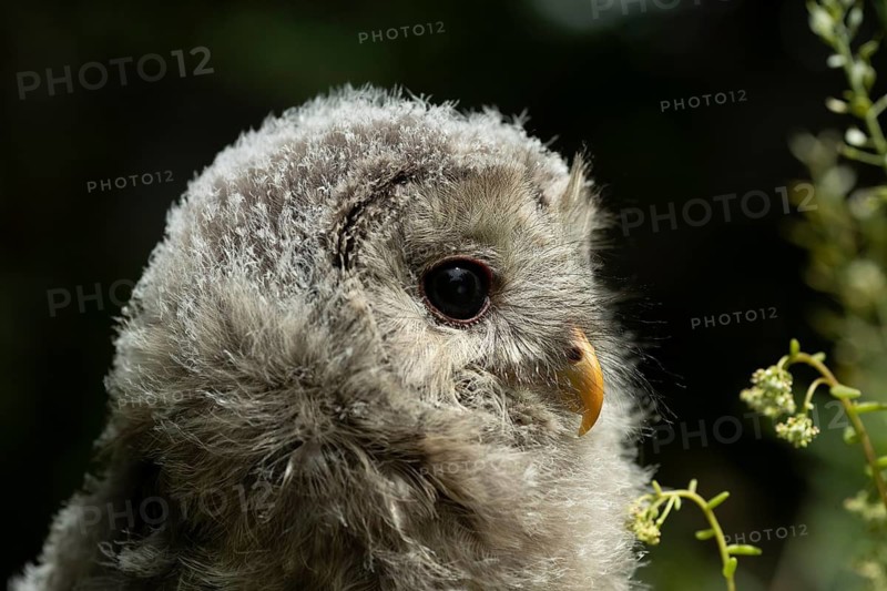 Ural Owl (Strix uralensis) fledgling, captive, Germany