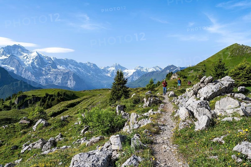 Hikers on a hiking trail on the Schynige Platte, picturesque mountain landscape, glaciated mountain peaks Breithorn and Jungfrau, Bernese Alps, Bernese Oberland, Switzerland