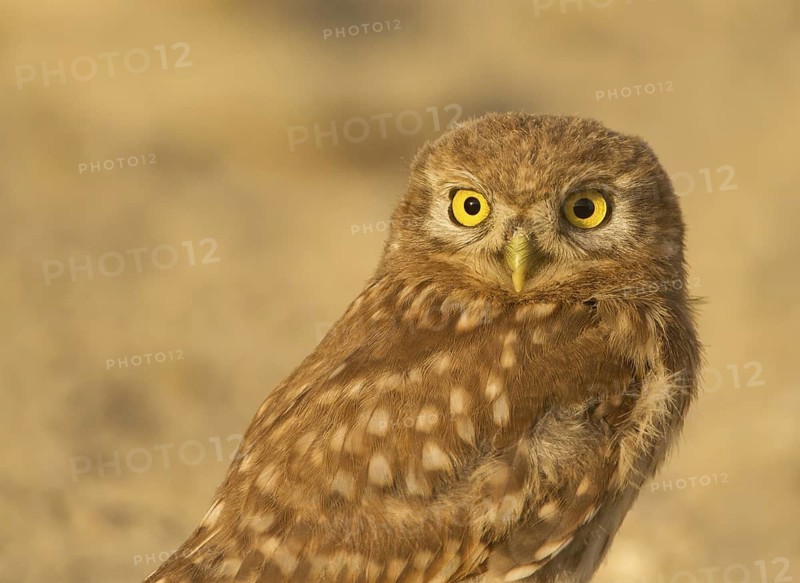 Little Owl (Athene noctua), Ladakh, India