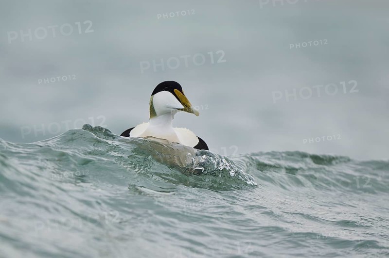 Common eider (Somateria mollissima) male swimming in the sea, Düne, Helgoland, Schleswig-Holstein, Germany