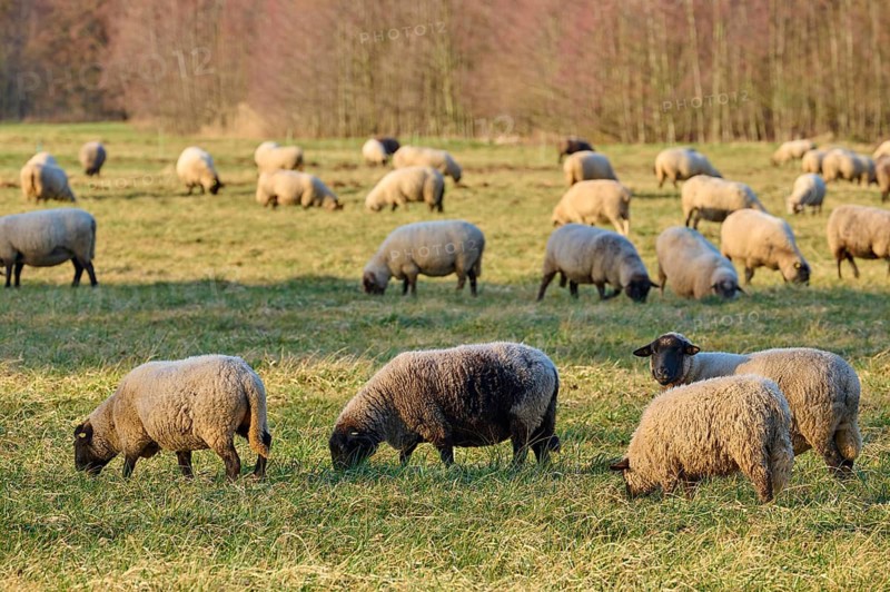 Landscape with flock of sheep, Reinheim, Darmstadt-Dieburg, Hesse, Germany