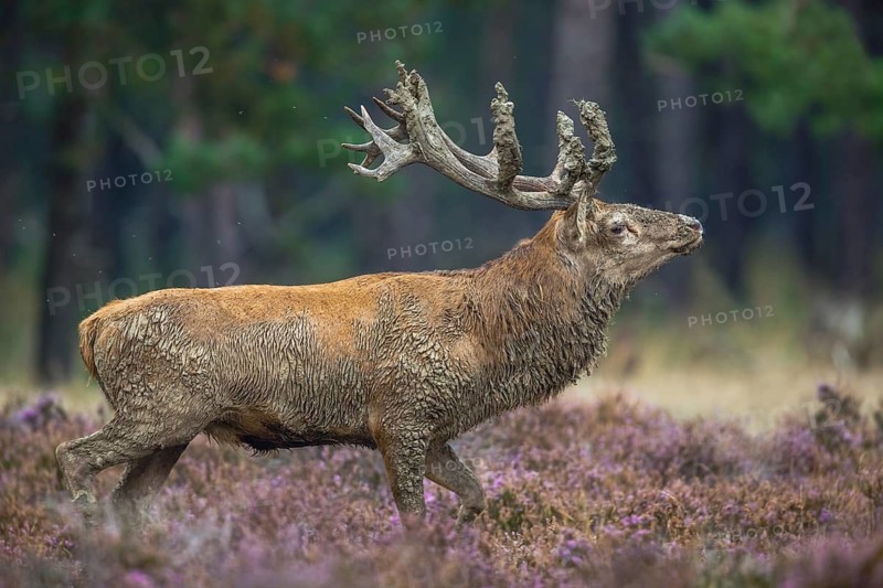 Rothirsch, Cervus elaphus Red Deer, Cervus elaphus