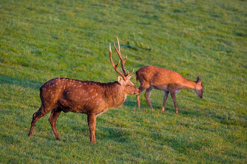 A Manchurian sika deer stag and a female (or Dybowski's sika deer, Cervus nippon mantchuricus or Cervus nippon dybowskii) stand on a green meadow