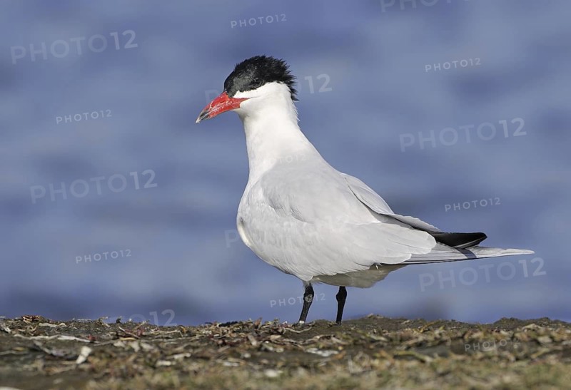 Caspian Tern (Hydroprogne caspia) male, British Columbia, Canada