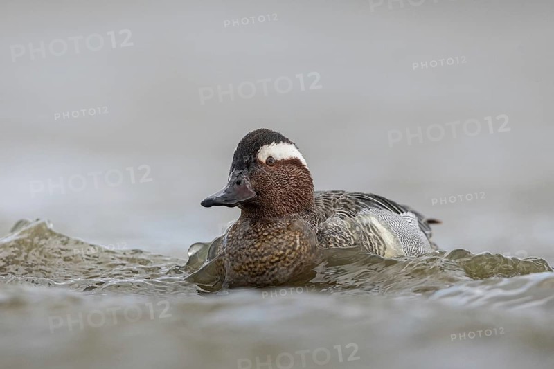 Garganey (Spatula querquedula) male, Schleswig-Holstein, Germany