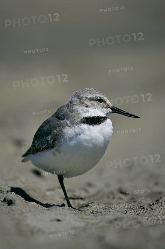 Wrybill (Anarhynchus frontalis), North Island, New, Zealand
