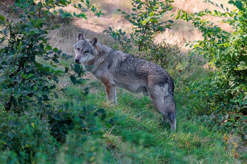 A Eurasian gray wolf (Canis lupus lupus) stands in a clearing in the forest on a sunny day and observes the other members of the pack
