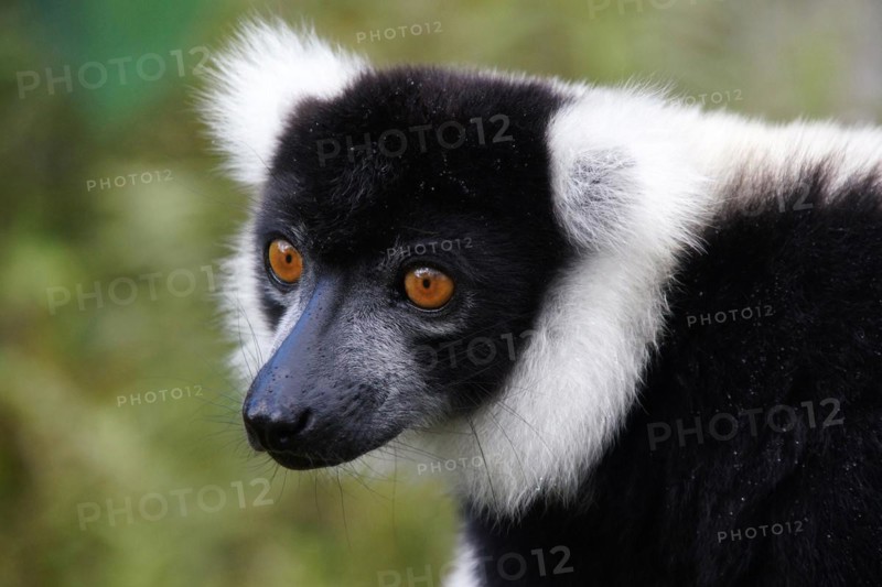 Lemur, Madagascar, Black and White Vari, (Lemur catta), National Park, Madagascar
