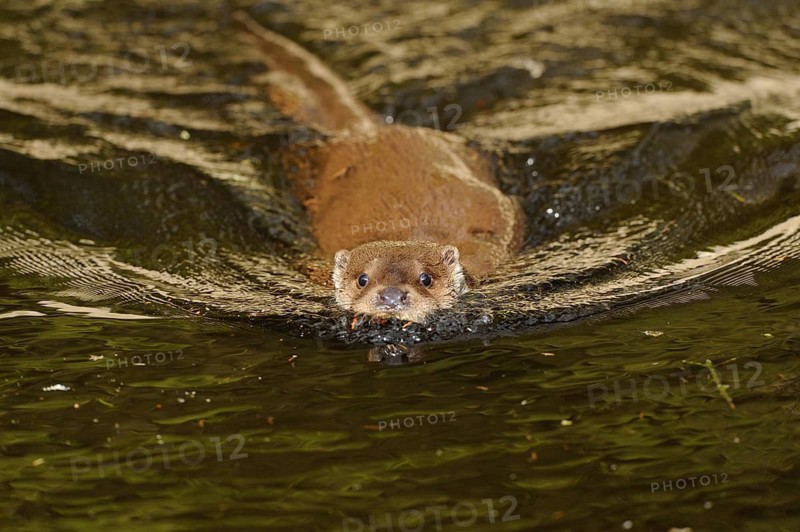 Close-up of an otter swimming in the water with wave movements, European otter (Lutra lutra), Bavaria