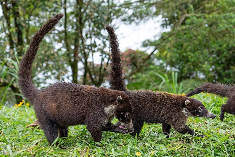 Daytime White-nosed Coati (Nasua narica) foraging in lush green grass and searching for food. San Carlos, Alajuela, Costa Rica