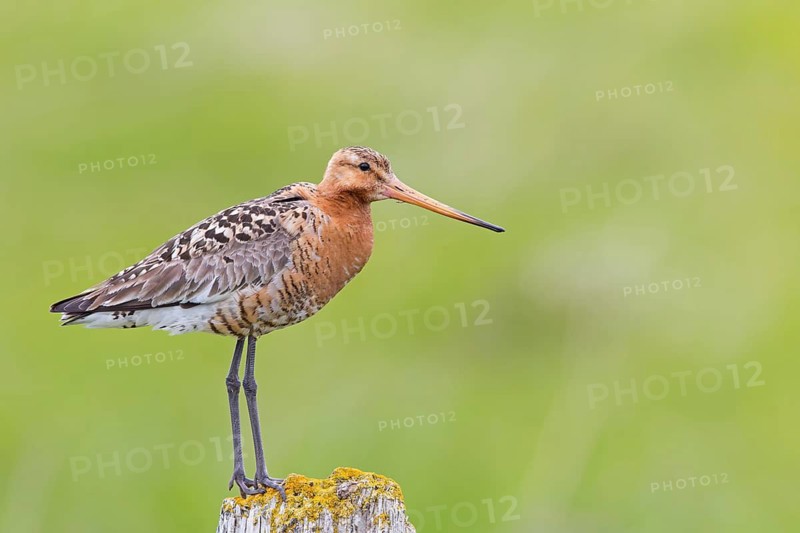 Black-tailed Godwit, Icelandic Black-tailed Godwit, Limosa limosa islandica, Barge à queue noire, Aguja Colinegra, Þóroddsstaður, Norðurland Eystra, Iceland