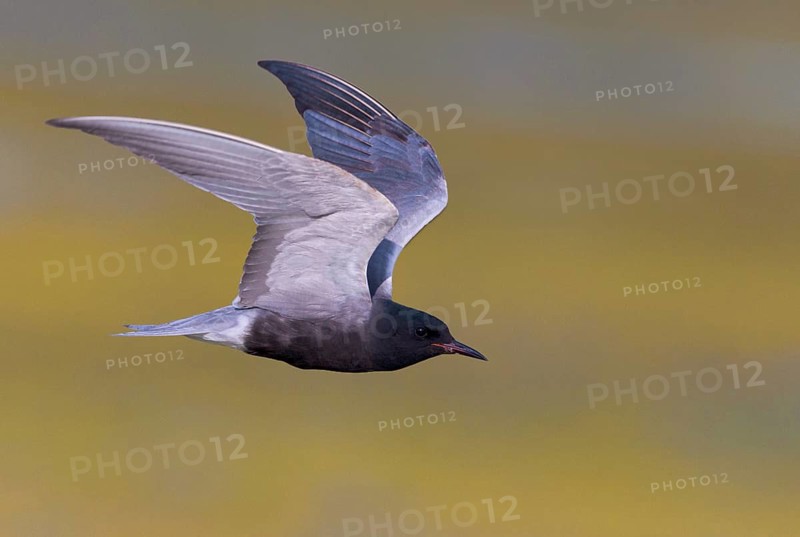 Black Tern (Chlidonias niger)