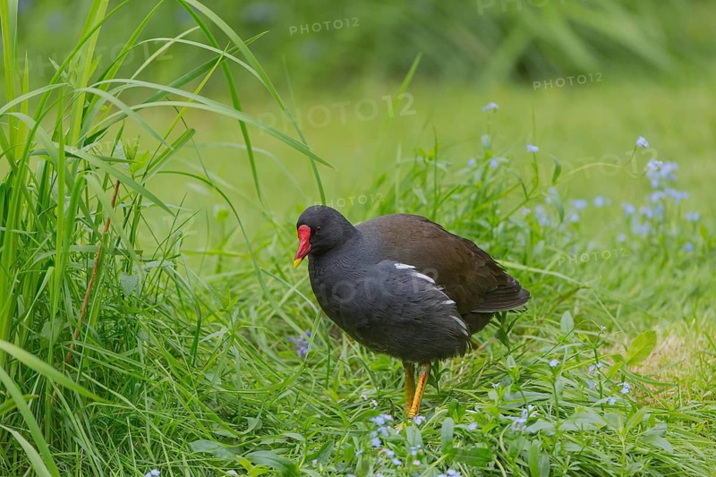 One common moorhen (Gallinula chloropus), also known as the waterhen or swamp chicken, standing ashore a little pond in fresh green vegetation