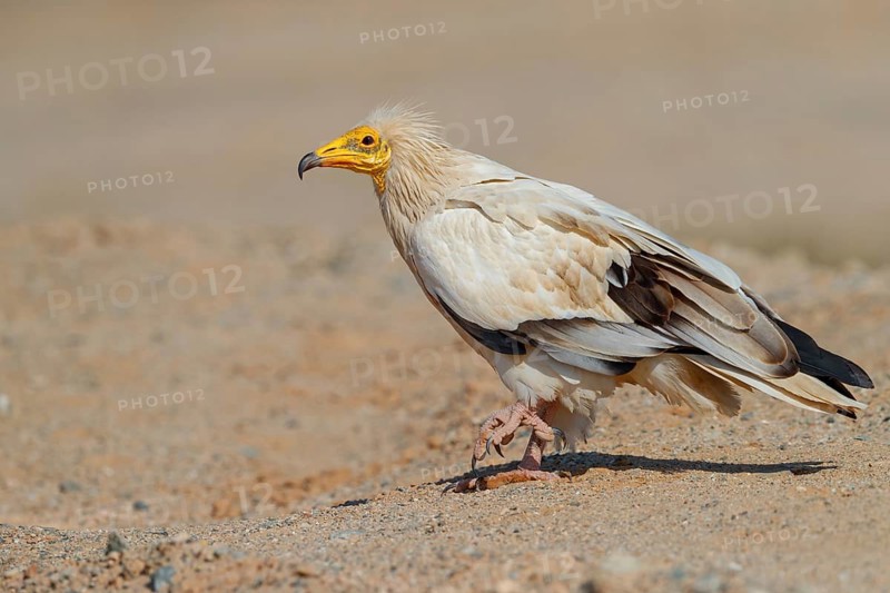 Egyptian Vulture, Neophron percnopterus, Vautour percnoptère, Percnoptère d'Égypte, Alimoche Común Shannah, Sur Masirah, Ash Sharqiyah South, Oman
