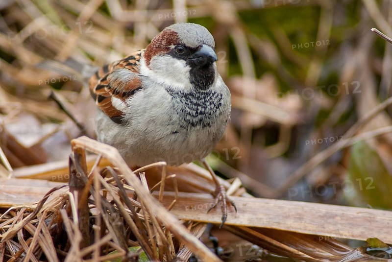 House Sparrow, Passer Domesticus, Sparrow, Bath, Bird Bath, Birds, Garden, Male, Passeri, Songbirds, Sparrow, Sparrow, Sparrow, Sparrow, Sparrow, Sparrow, Watering Place