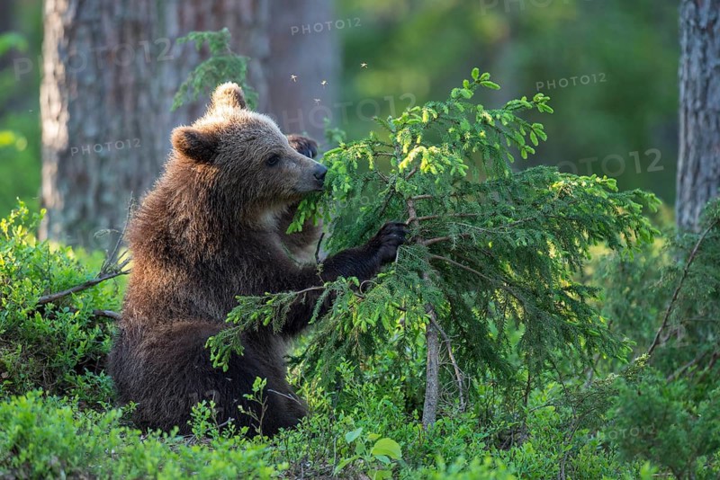 Eurasian Brown Bear (Ursus arctos) cub foraging in forest, Finland